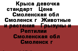 Крыса девочка стандарт › Цена ­ 300 - Смоленская обл., Смоленск г. Животные и растения » Грызуны и Рептилии   . Смоленская обл.,Смоленск г.